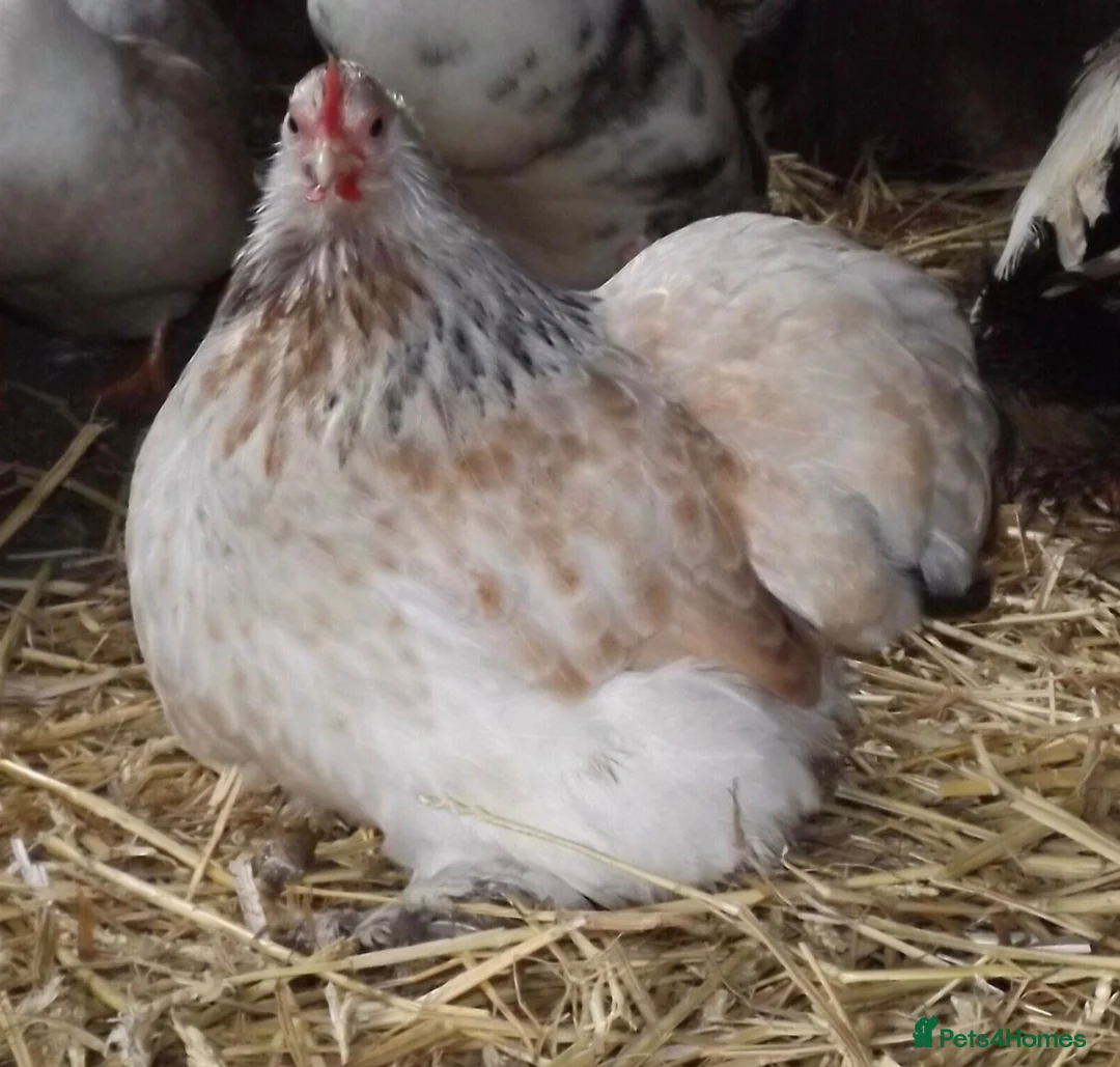 Chickens poultry for sale: Pekin bantams . Choc and salmon from eggs to POL - Advert 2