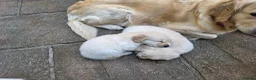 Golden Retriever dogs for sale: 3 Gorgeous KC Registered Golden Retriever  - Advert 6