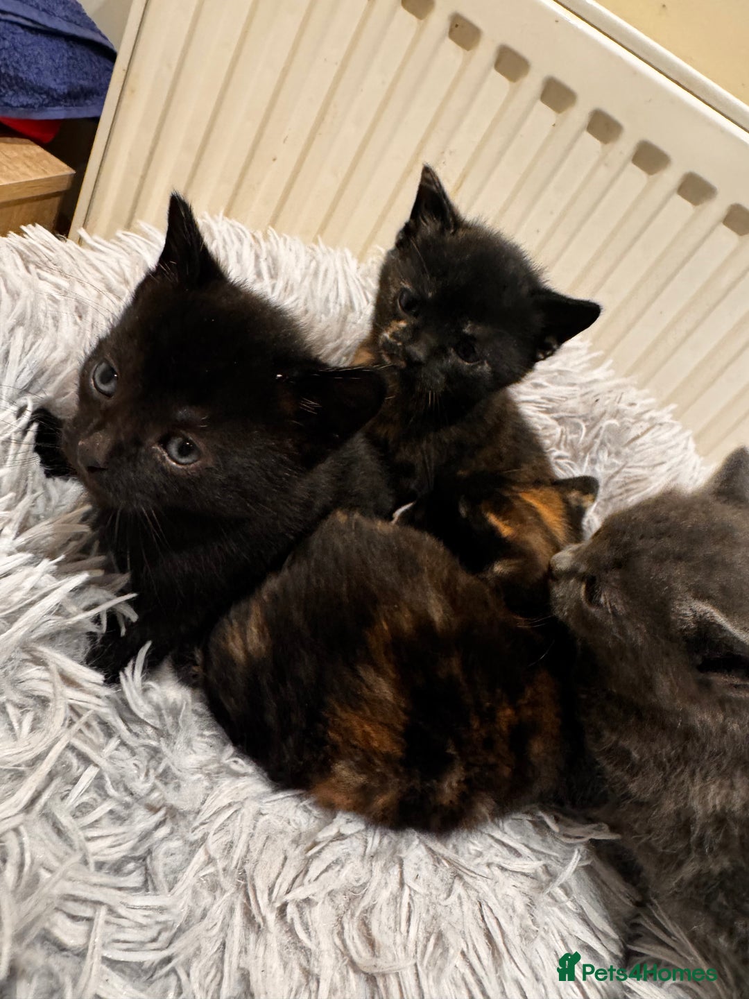 Mixed Breed cats for sale: 4 beautiful kittens - Advert 10