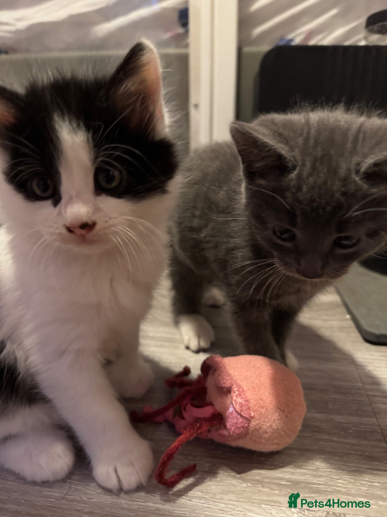 Mixed Breed cats Beautiful half Maine coon grey / black and white  - Advert 18