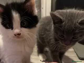 Mixed Breed cats Beautiful half Maine coon grey / black and white - Advert 18
