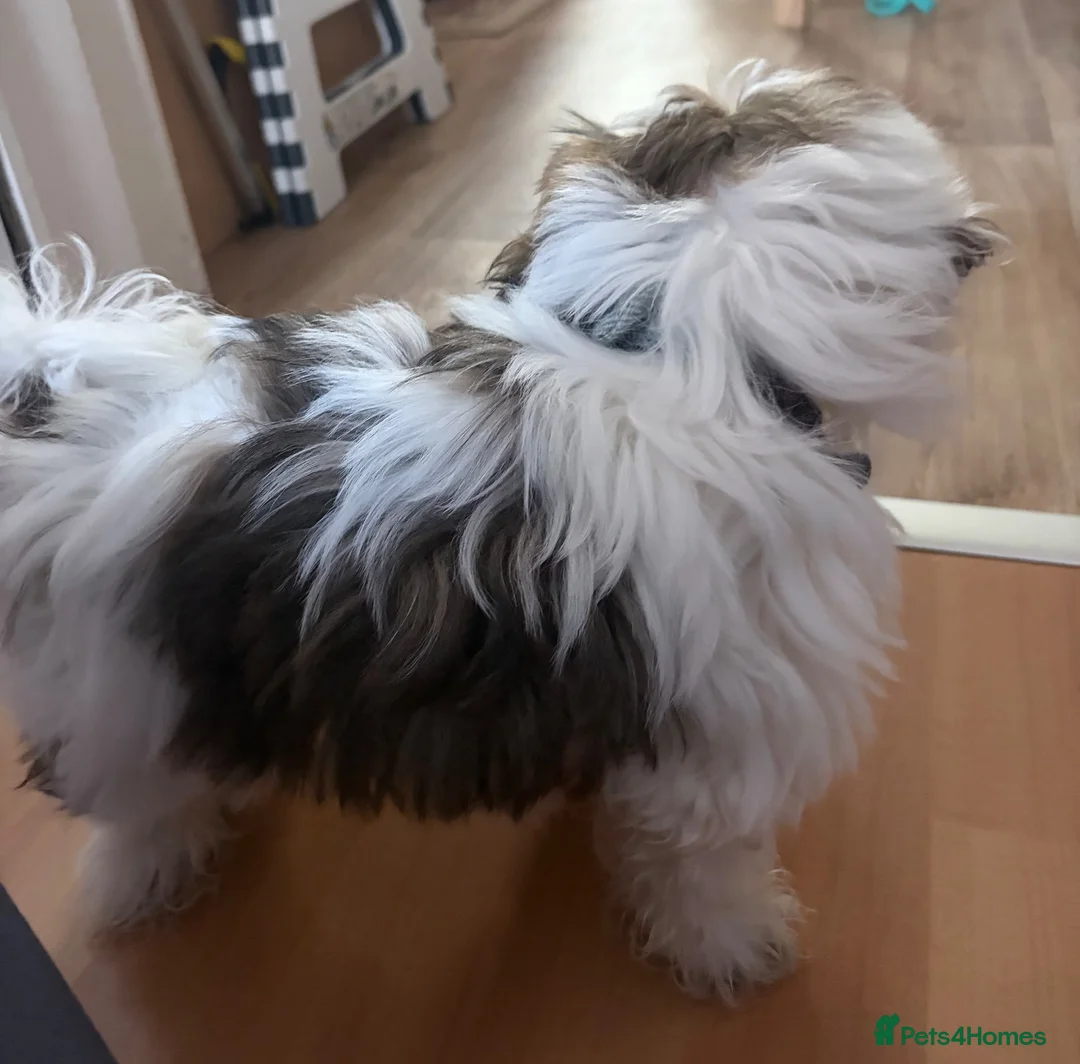 Shih Tzu dogs for sale: Miniature Shih Zu - Advert 2
