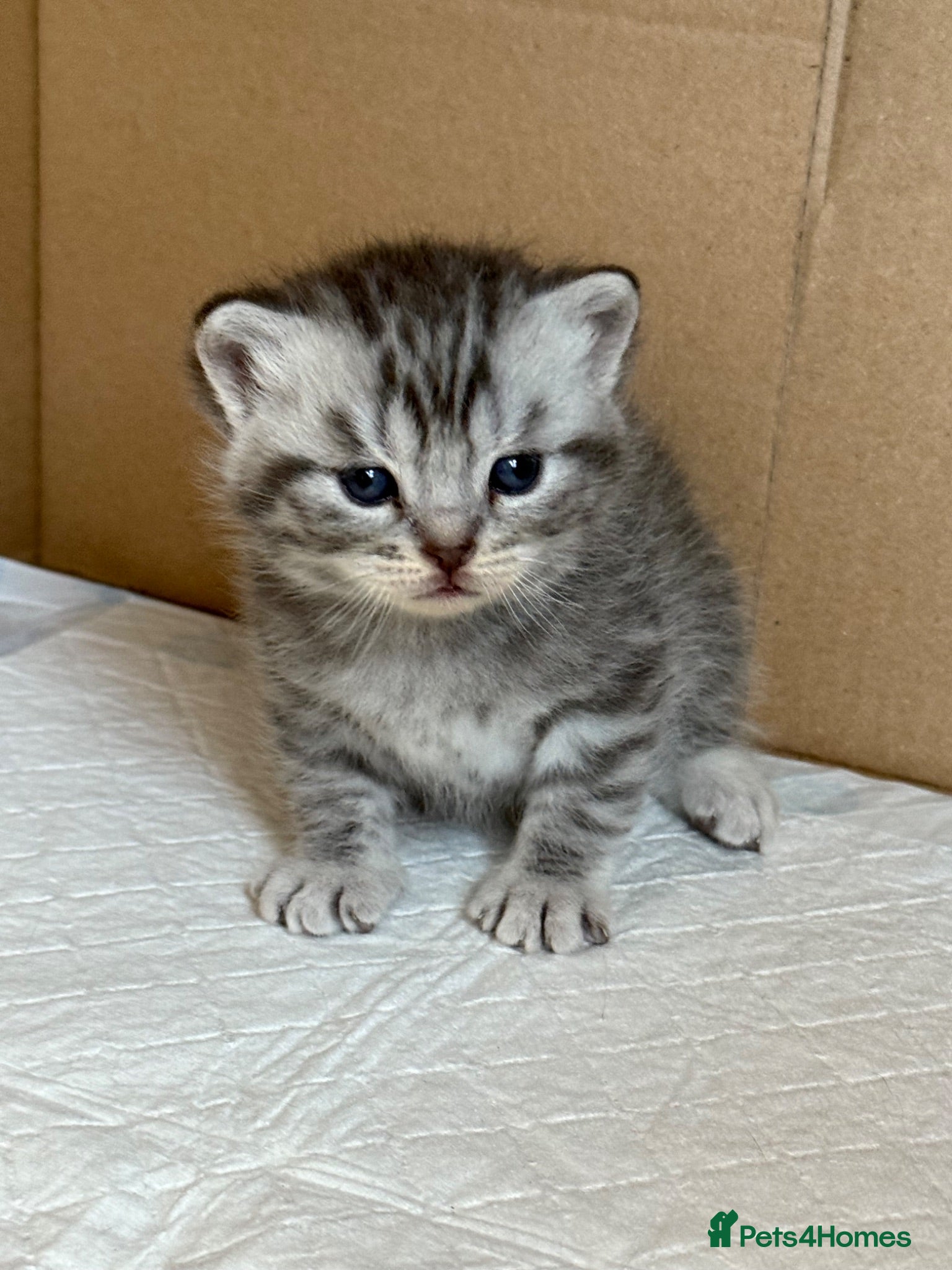 British Shorthair cats Scottish Fold Tabby’s  - Advert 2