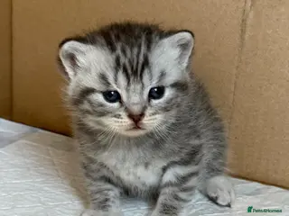 British Shorthair cats Scottish Fold Tabby’s - Advert 2