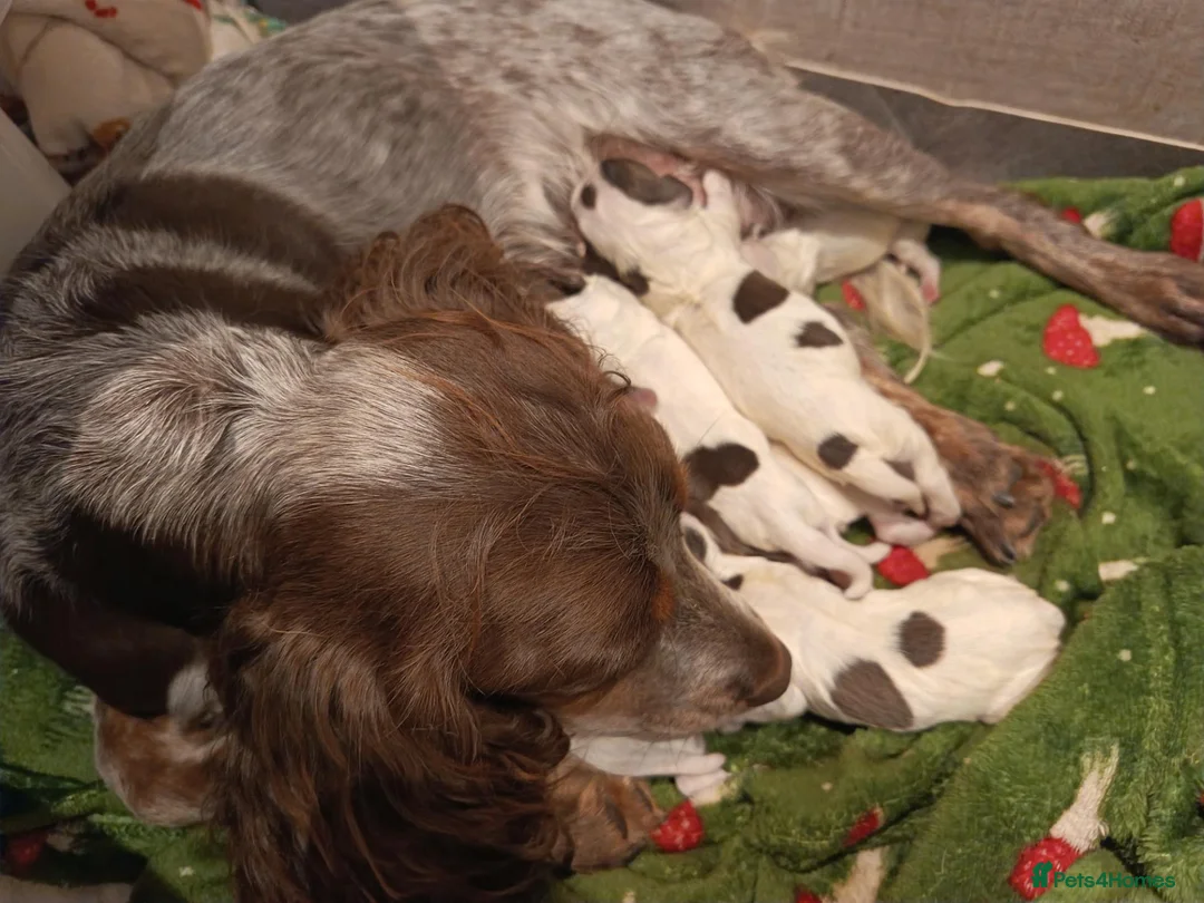 Cocker Spaniel dogs for sale: Beautiful working cocker spaniel pups - Advert 2