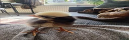 Chickens poultry for sale: Polish chickens 3 day old and two barnyard mixes  in Boldon Colliery - Advert 4