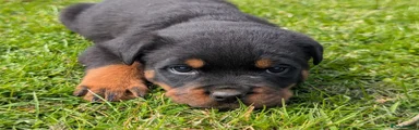 Rottweiler light blue Puppy 