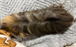 Guinea Pig rodents for sale: Boar (male guinea pig) - Advert 3