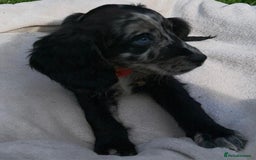 Cocker Spaniel dogs for sale: 3 beautiful working cocker spaniel puppies  - Image 13