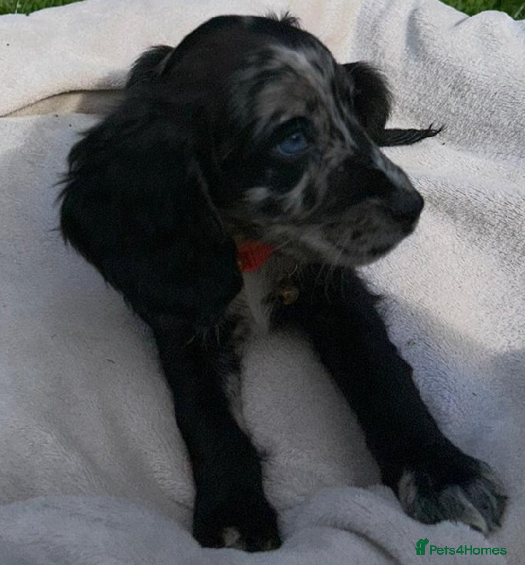 Cocker Spaniel dogs for sale: 3 beautiful working cocker spaniel puppies  - Image 13