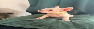 French Bulldog 6