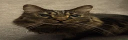Mixed Breed cats for sale: 2 brothers bengal maine coon crosses - Advert 2