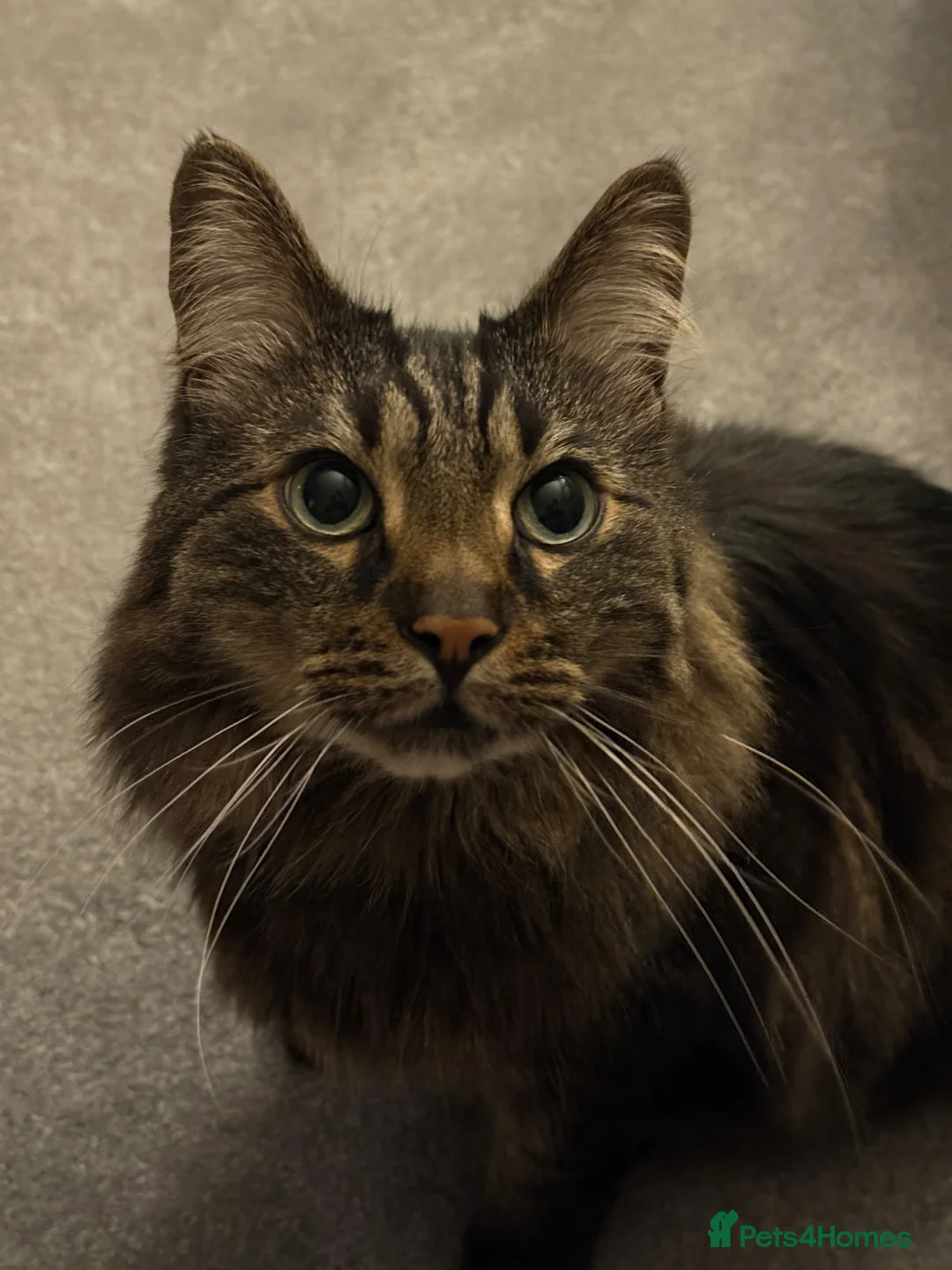 Mixed Breed cats for sale: 2 brothers bengal maine coon crosses - Advert 2