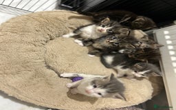 Maine Coon cats for sale: Gorgeous Maine Coon Cross Kittens - Image 15