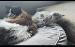 Ragdoll cats for sale: Registered Tica Pedigree Ragdolls - Image 7