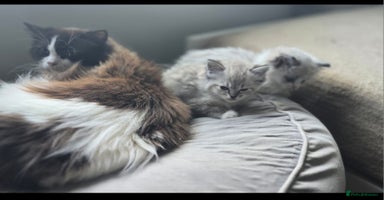 Ragdoll cats - Advert 4