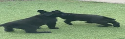 German Shepherd dogs for sale: Mr Andrew Howard  - Advert 16