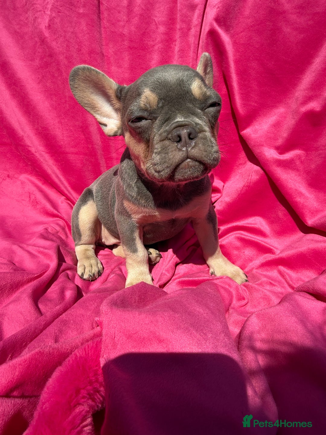 French Bulldog dogs for sale: 🔥READY TODAY Quality KC French Bulldog Puppies✨🔥 - Image 21