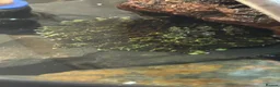 Toad reptiles for sale: Mossy frogs  - Advert 3