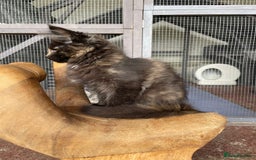 Maine Coon cats for sale: Full pedigree MaineCoon kittens  - Image 8