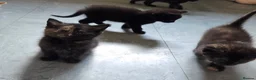 Mixed Breed cats for sale: Beautiful Fluffy Kittens Looking for Forever homes - Advert 29