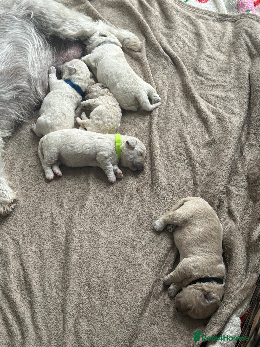 Poochon dogs for sale: Beautiful Poochon Puppies – Ready for Viewing - Image 20