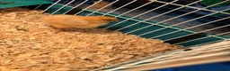 Chickens poultry for sale: Day olds  buff Orpington chicks  - Advert 1