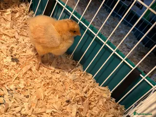 Chickens poultry Day old buff Orpington chicks - Advert 15