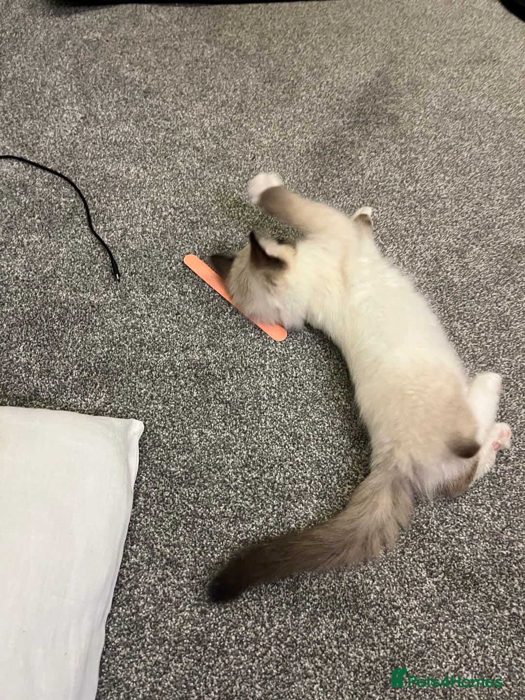 Ragdoll cats for sale: Ragdoll Kitten - Image 5