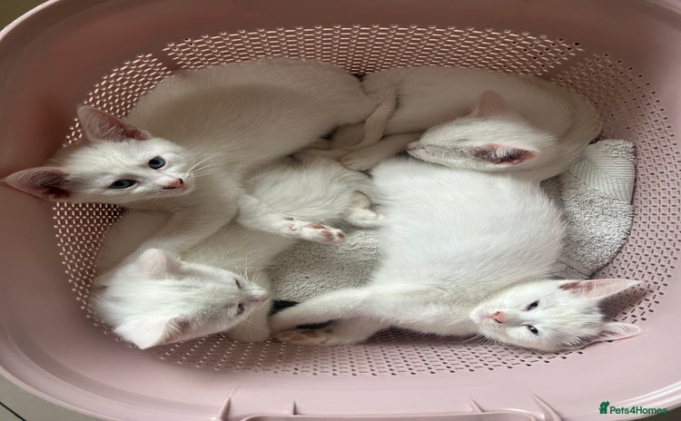 Siamese cats - Advert 8
