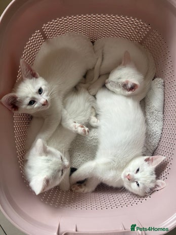 Siamese cats - Advert 6