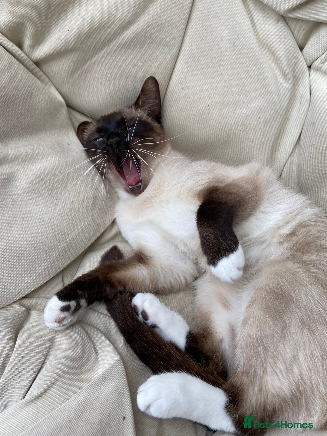 Ragdoll cats for sale: Beautiful Ragdoll kittens from our Esme - Advert 3