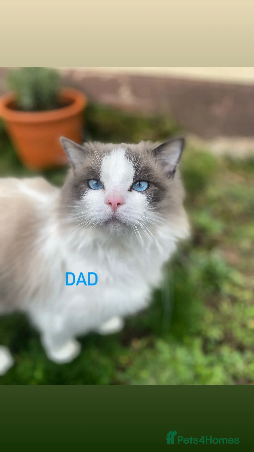 Ragdoll cats for sale: 5 pure ragdoll kittens for sale in Troon - Advert 2