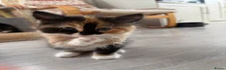 Mixed Breed cats for sale: Beautiful mixed-breed kittens! - Advert 33