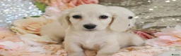 Miniature Dachshund dogs for sale: KC Cream Longhair Miniature Dachshund Puppies - Advert 16