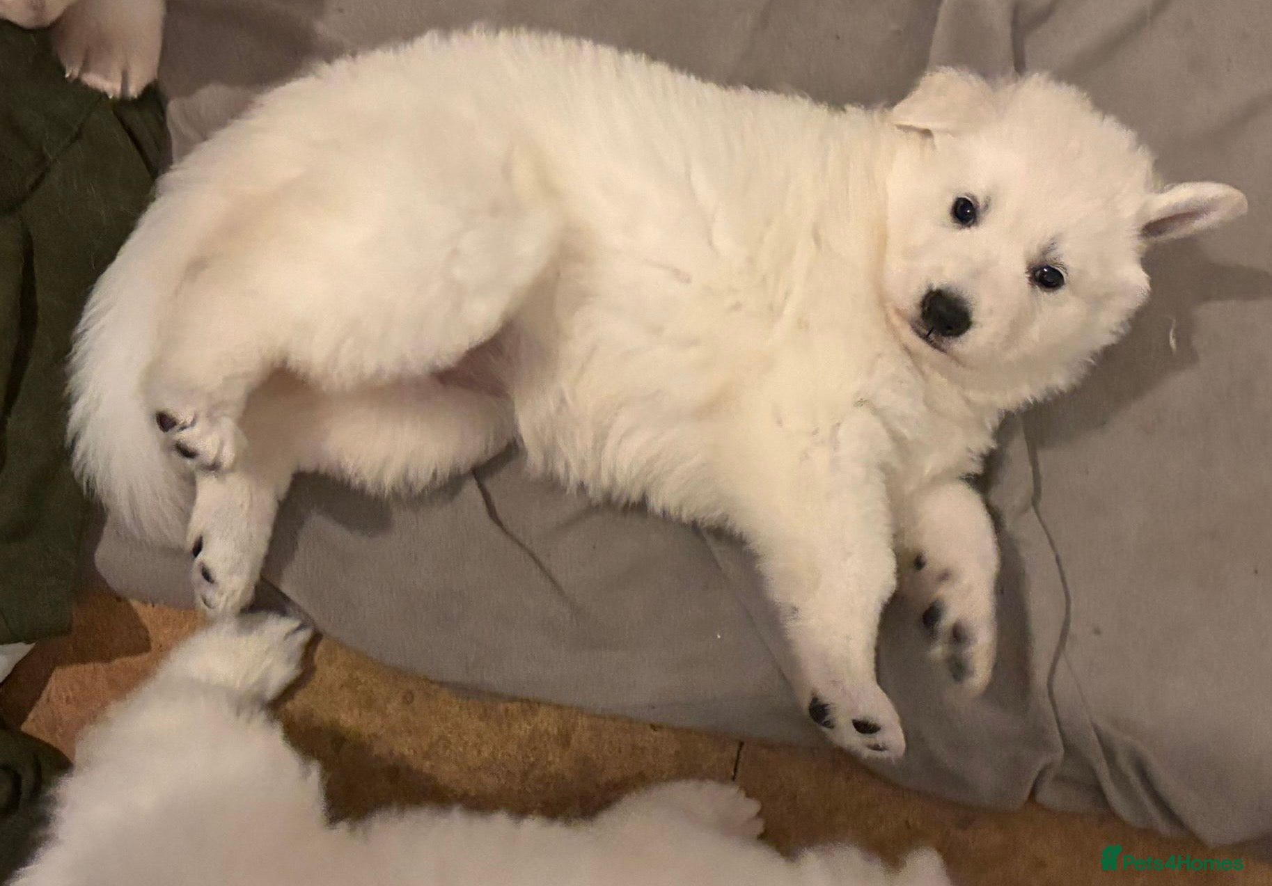 White Swiss Shepherd dogs Chunky White Swiss Shepherd Puppies in London. - Advert 1