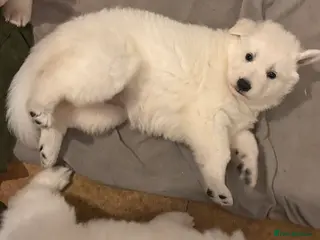 White Swiss Shepherd dogs Chunky White Swiss Shepherd Puppies in London. - Advert 1