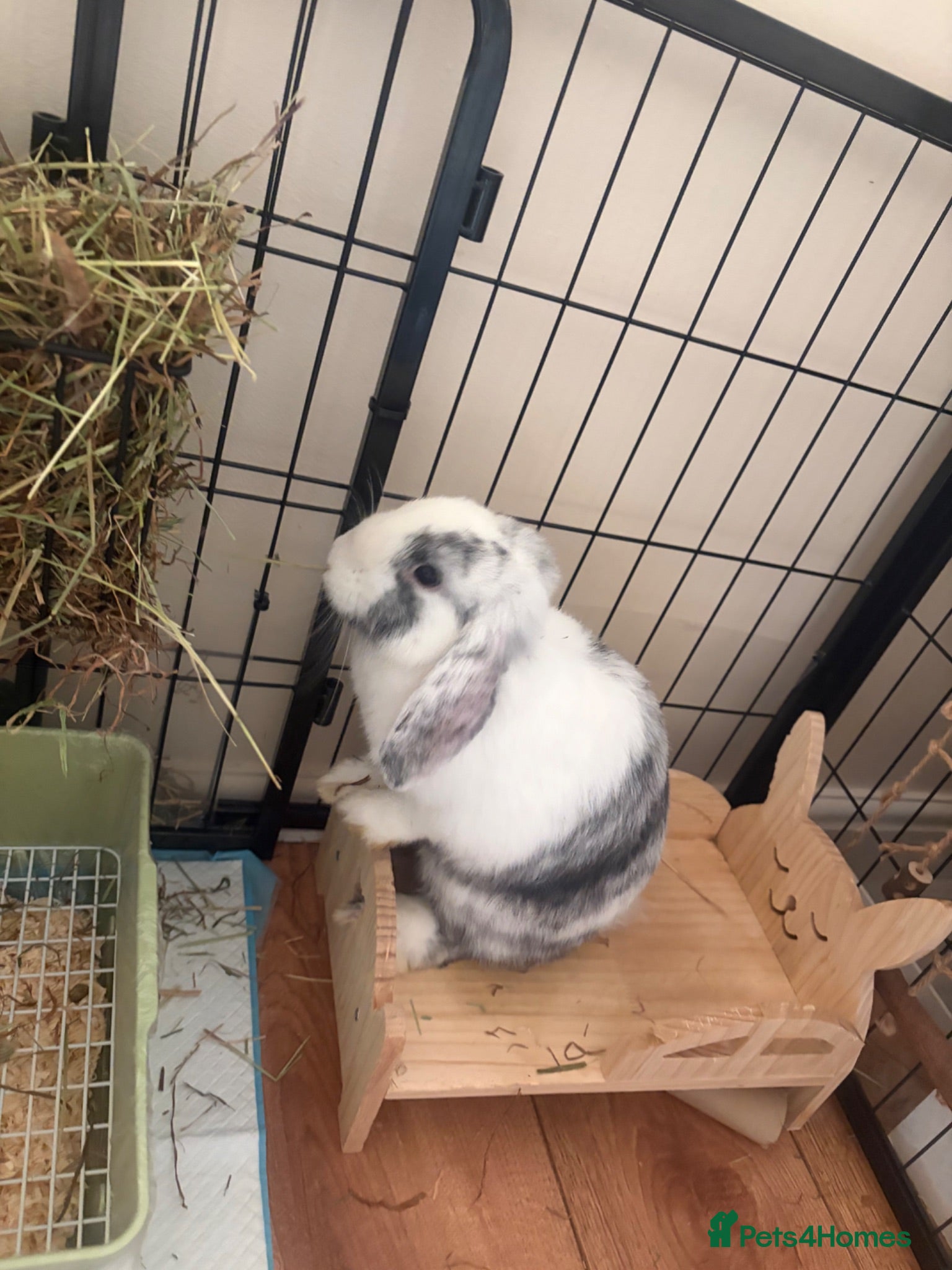 Mini Lop rabbits Mini lip brothers - Advert 1