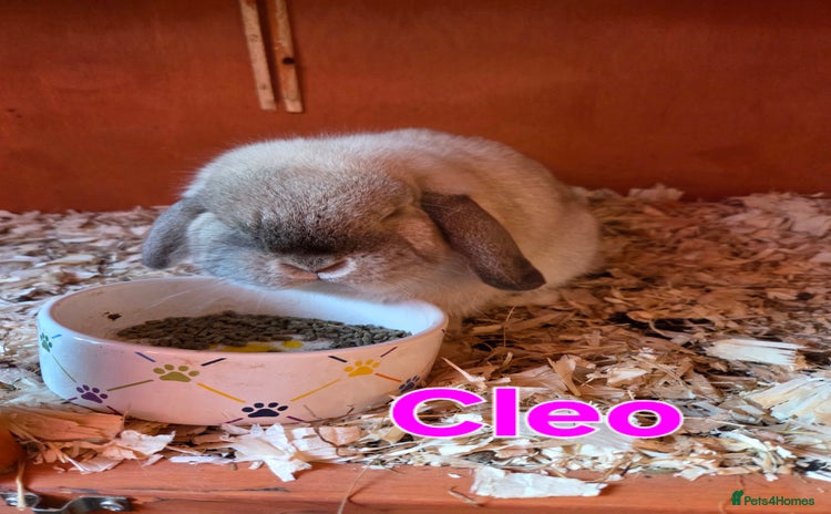 Mini Lop rabbits ♥️Very friendly mini lops available FROM £30♥️ - Advert 14