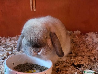 Mini Lop rabbits ♥️Very friendly mini lops available FROM £30♥️ - Advert 17