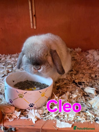 Mini Lop rabbits ♥️Very friendly mini lops available FROM £30♥️ - Advert 14