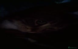 European cats for sale: Female indoor cat looking for rehoming - Image 3