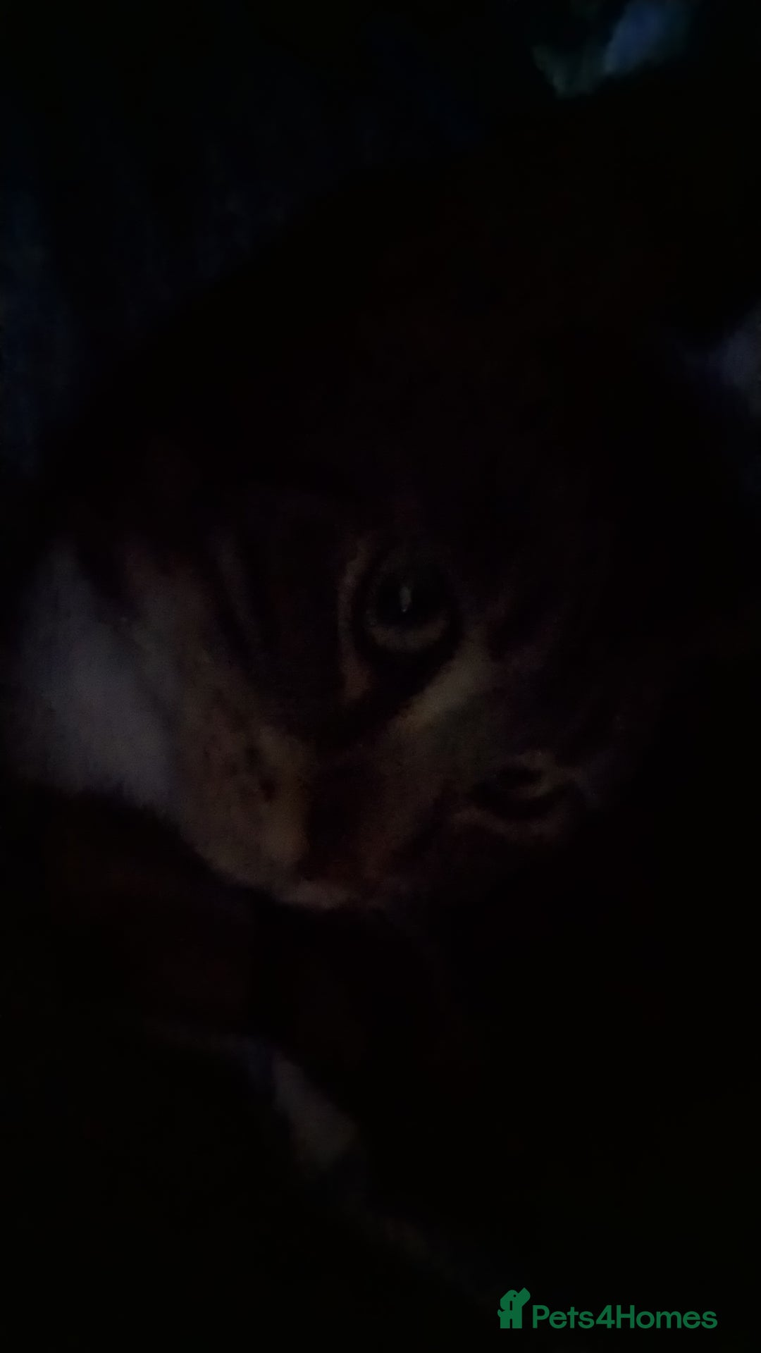 European cats for sale: Female indoor cat looking for rehoming - Image 3