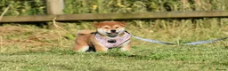 Japanese Shiba Inu dogs for sale: Exceptional Japanese Shiba Inu Puppies - Advert 18