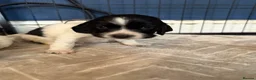 Sprocker dogs for sale: Sprocker spaniel puppies  in Bellshill - Advert 6