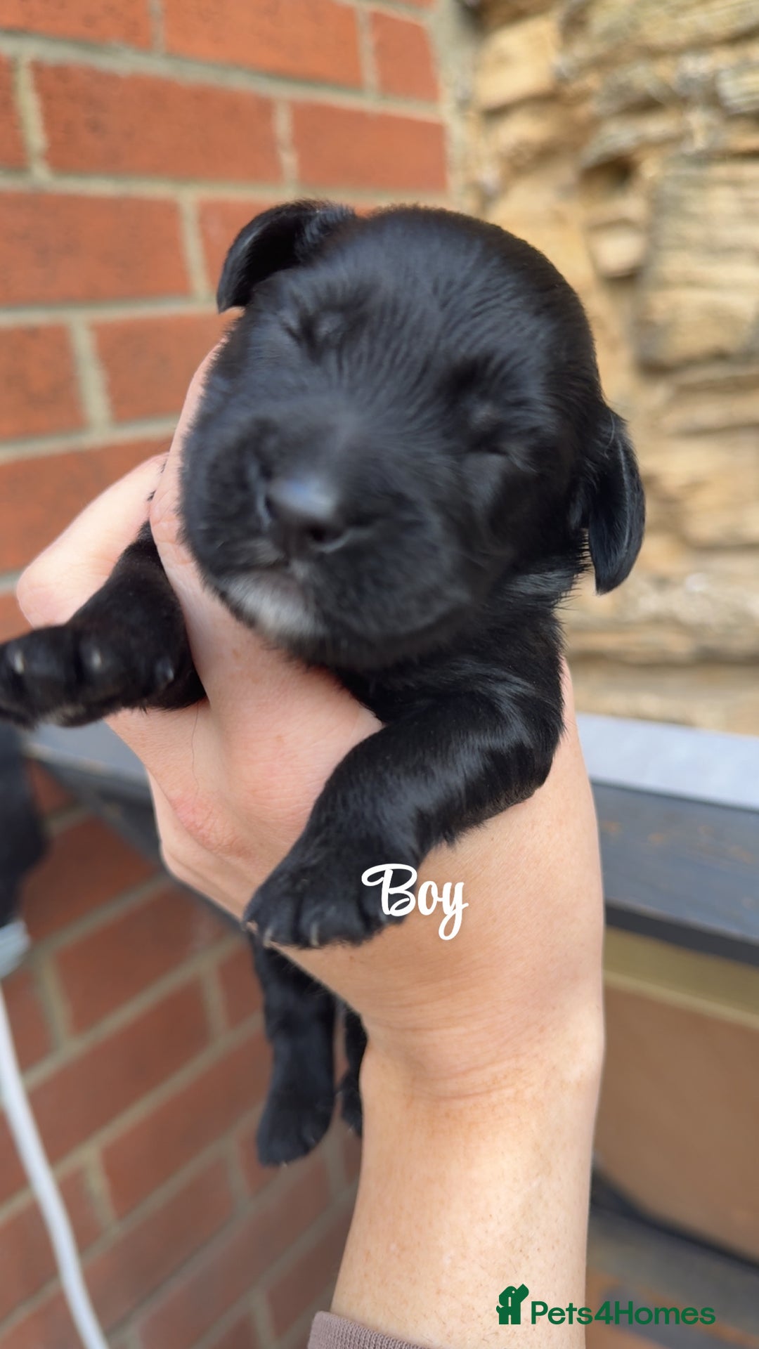 Cockapoo dogs for sale: Beautiful litter of cockapoo  - Advert 2