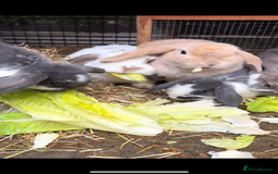 French Lop rabbits for sale: 9 Mixed Family of rabbits, Holland Lop - Image 2