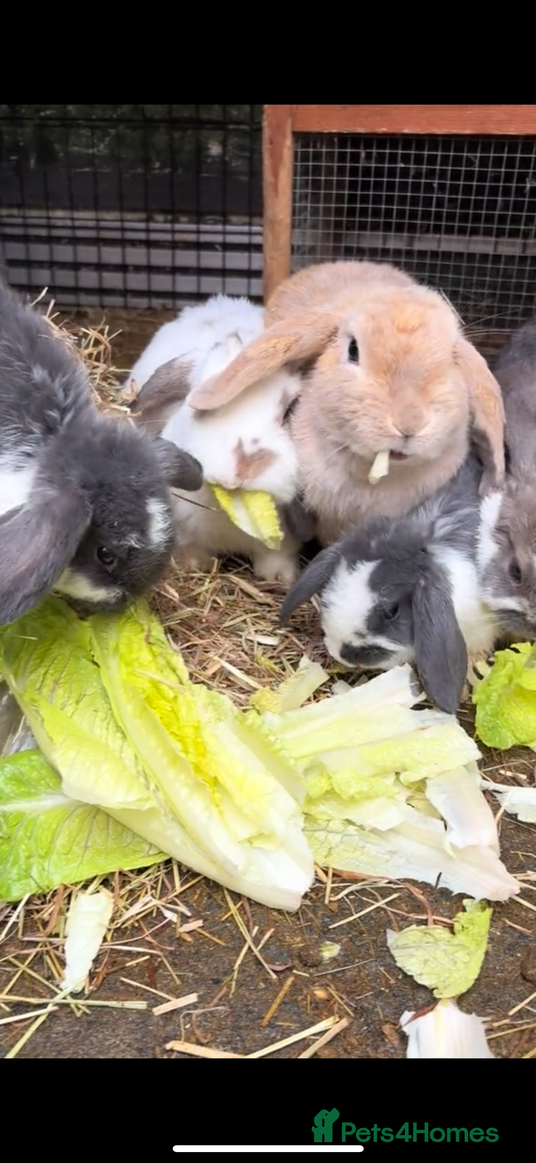 French Lop rabbits for sale: 9 Mixed Family of rabbits, Holland Lop - Image 2