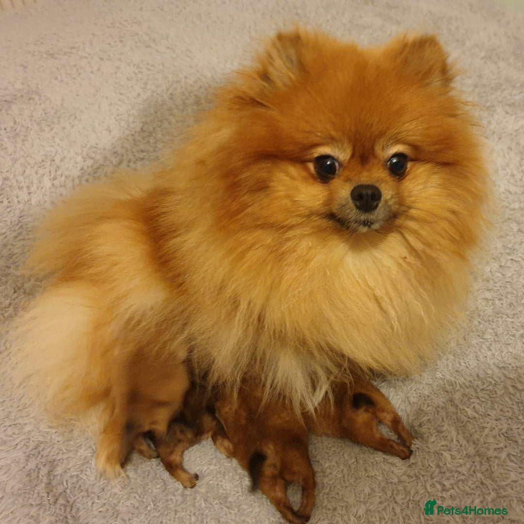 Pomeranian dogs for sale: Luxury puppy for sale - Advert 2