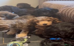 Cockapoo dogs for sale: Beautiful fully DNA tested show Cockapoo puppies - Image 7